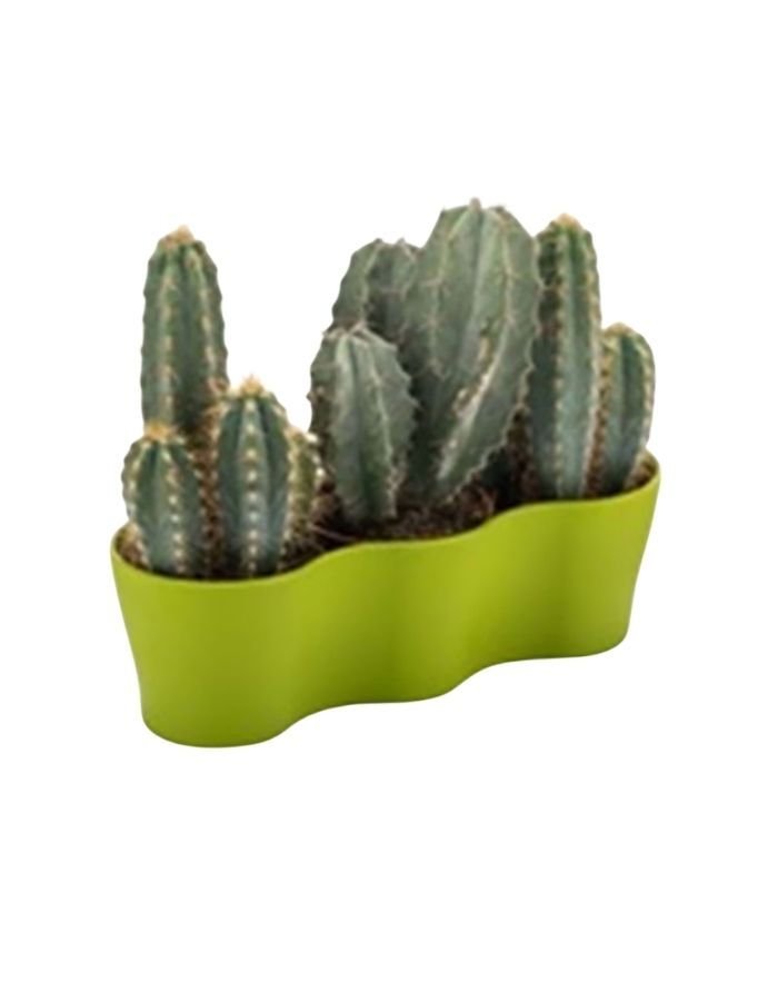 Poliwork Gardenya 3'lü Kaktüs Saksı
